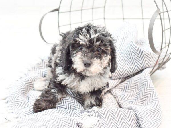 Daisy Dog-DOG-Female-Blue Merle-35925-Petland Novi, Michigan