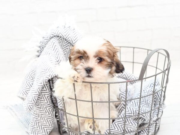 Teddy Bear DOG Female Brown & White 35926 Petland Novi, Michigan