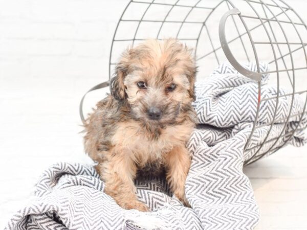 Yorkiepoo DOG Female Phanton 35927 Petland Novi, Michigan