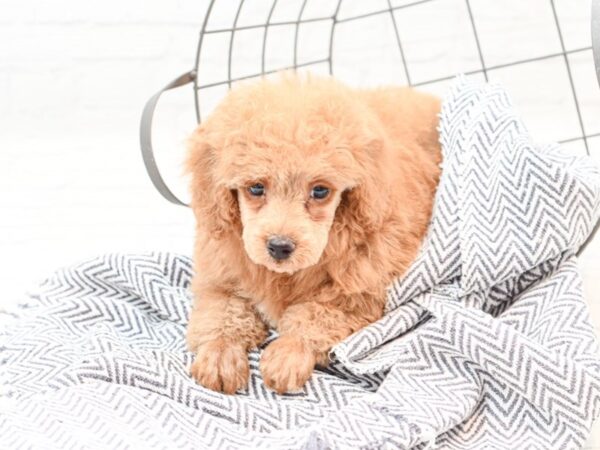 Miniature Poodle DOG Female Red 35928 Petland Novi, Michigan