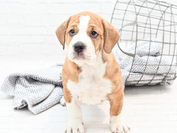 Beabull-DOG-Male-Tri-35929-Petland Novi, Michigan