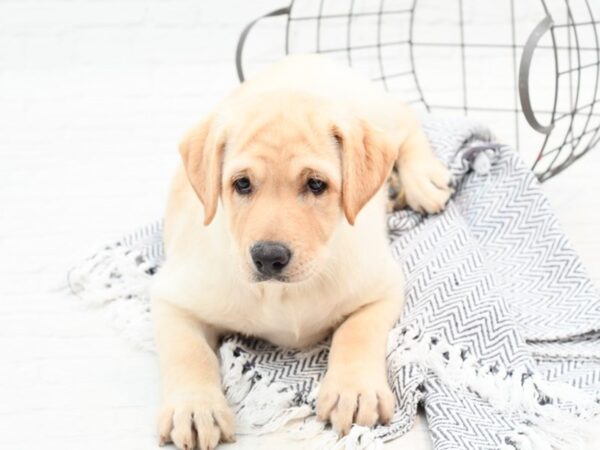 Labrador Retriever DOG Female Yellow 35931 Petland Novi, Michigan