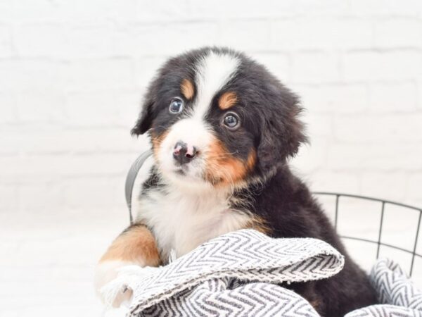 Bernese Mountain Dog DOG Female Tri 35932 Petland Novi, Michigan