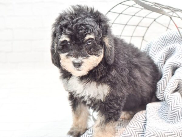 Mini Bernadoodle DOG Female Black Tri 35933 Petland Novi, Michigan