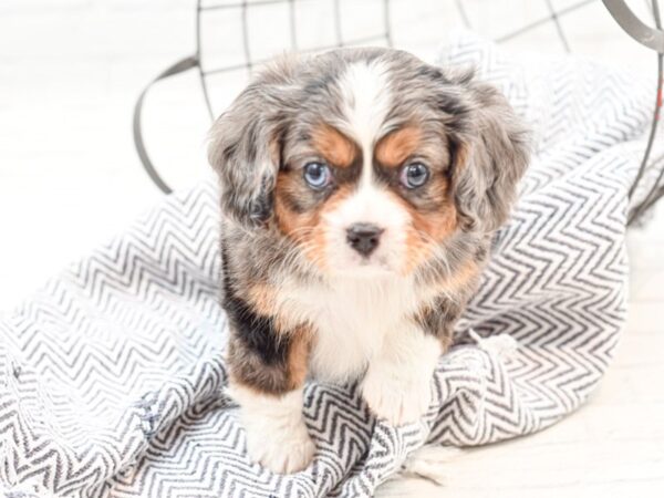 Mini Bernese DOG Male Merle Tri 35934 Petland Novi, Michigan