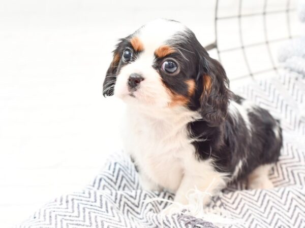 Mini Bernese DOG Male Tri 35935 Petland Novi, Michigan