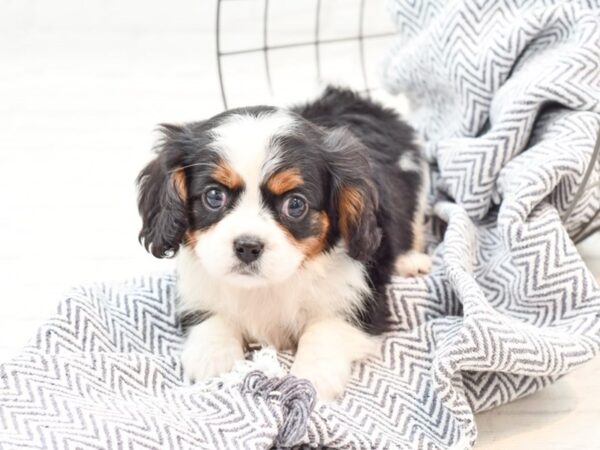 Mini Bernese DOG Female Tri 35936 Petland Novi, Michigan