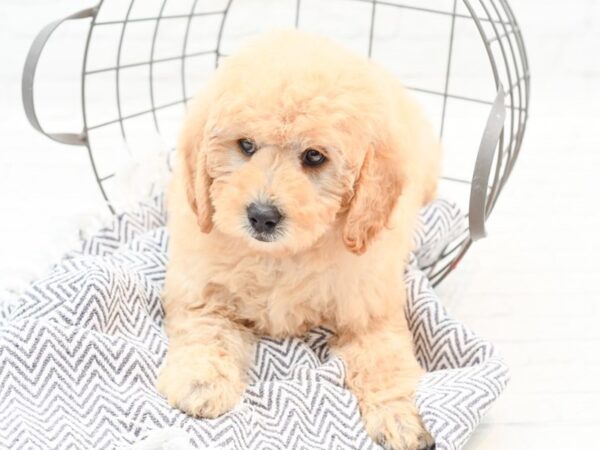 Mini Goldendoodle-DOG-Female-Cream-35937-Petland Novi, Michigan