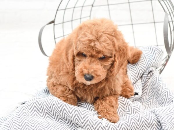 Mini Goldendoodle-DOG-Male-Red-35938-Petland Novi, Michigan