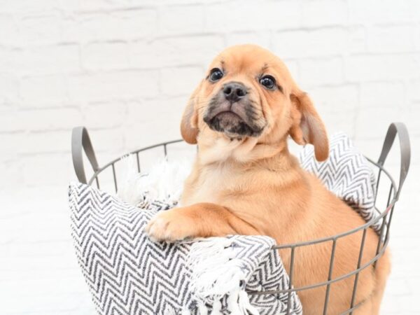 Puggle-DOG-Male-Chocolate & White-35939-Petland Novi, Michigan