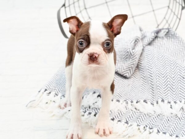 Boston Terrier DOG Female Red & White 35940 Petland Novi, Michigan