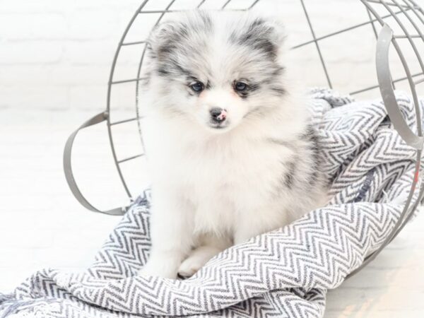 Pomeranian DOG Female Blue Merle 35942 Petland Novi, Michigan