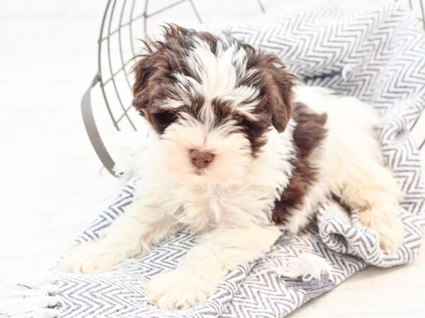 Miniature Schnauzer DOG Male Chocolate & White 35943 Petland Novi, Michigan