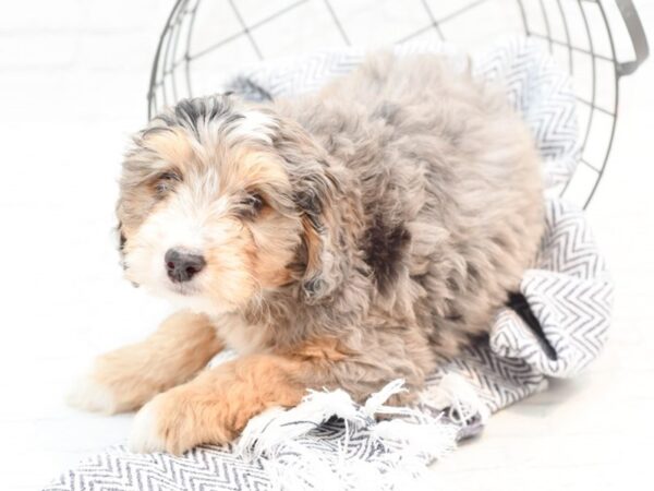 Mini Bernedoodle DOG Male Blue Mere Tri 35944 Petland Novi, Michigan