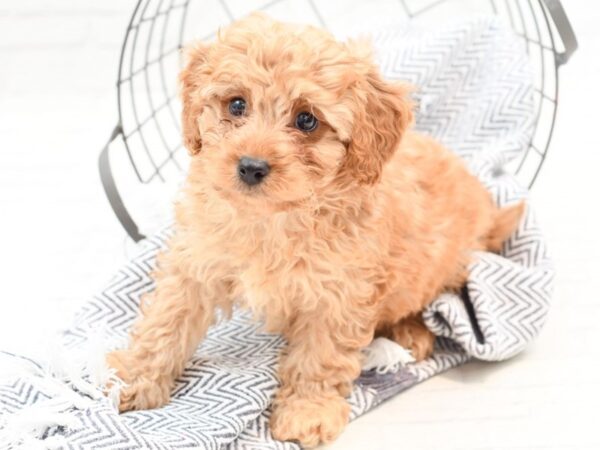 Cavapoo DOG Male Red 35945 Petland Novi, Michigan