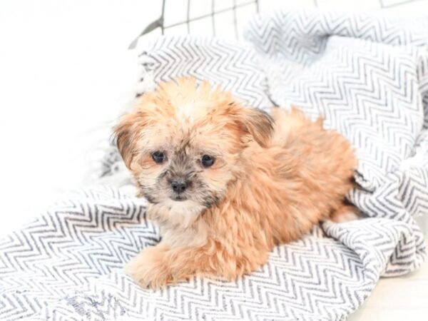 Shorkie DOG Female Black White & Tan 35946 Petland Novi, Michigan