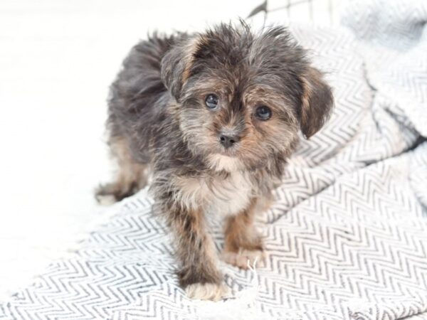 Shorkie DOG Male Black White & Tan 35947 Petland Novi, Michigan