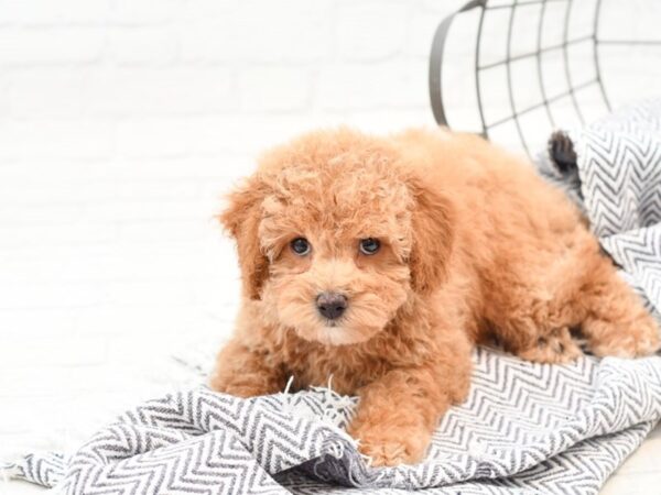 Miniature Poodle DOG Male Red 35948 Petland Novi, Michigan