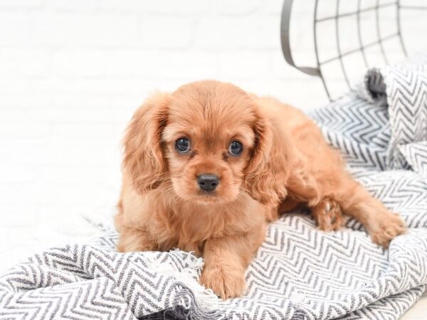 Beagalier DOG Female Ruby 35949 Petland Novi, Michigan