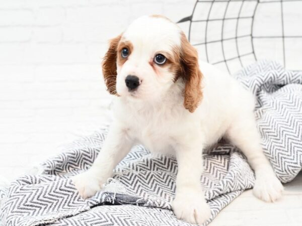 Cavachon DOG Male Blenheim 35950 Petland Novi, Michigan