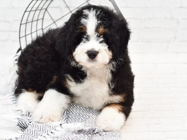 Mini Bernadoodle-DOG-Male-Tri-35951-Petland Novi, Michigan