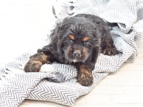 Cocker Spaniel DOG Female Black / Tan 35952 Petland Novi, Michigan