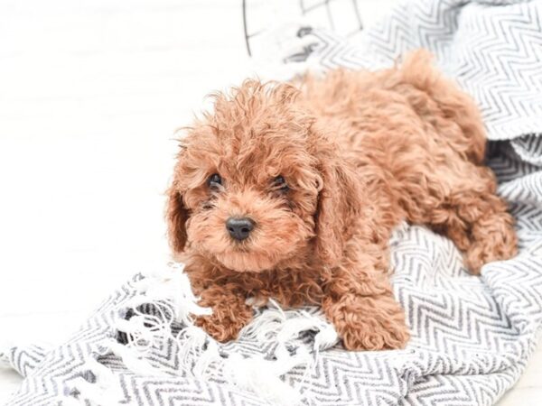 Cavapoo F1-DOG-Male-Red-35953-Petland Novi, Michigan