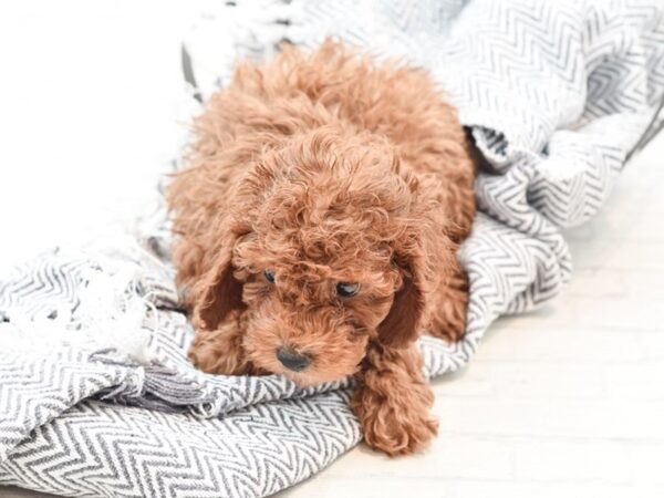 Cavapoo F1-DOG-Male-Red-35954-Petland Novi, Michigan