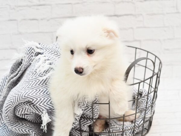 American Eskimo Dog DOG Male White 35955 Petland Novi, Michigan