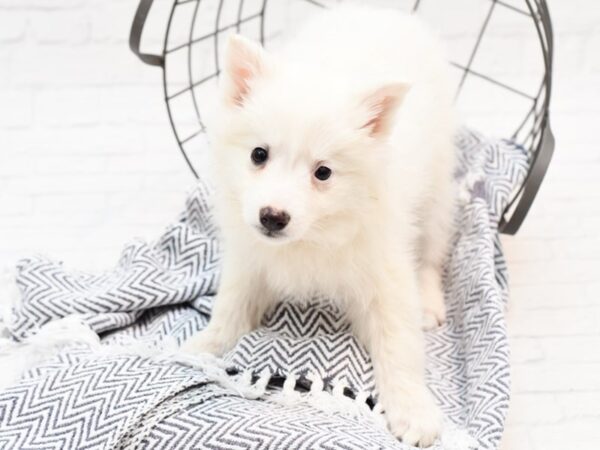 American Eskimo Dog DOG Female White 35956 Petland Novi, Michigan