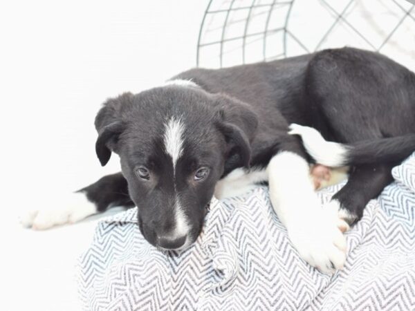 Border Collie DOG Male Black / White 35957 Petland Novi, Michigan