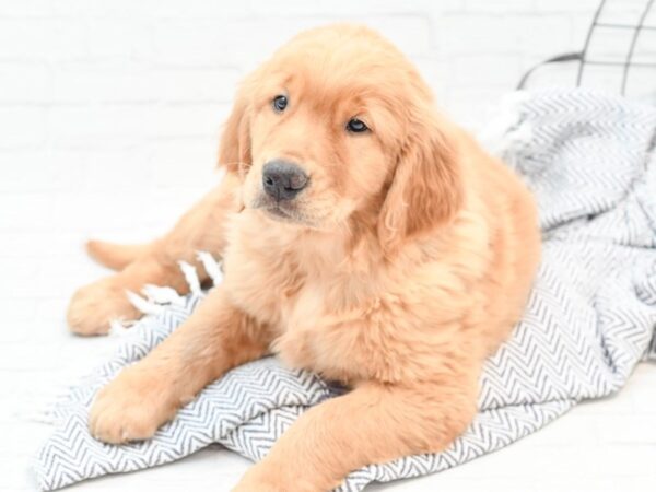 Golden Retriever DOG Male Golden 35958 Petland Novi, Michigan