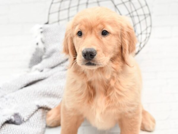 Golden Retriever DOG Female Golden 35959 Petland Novi, Michigan