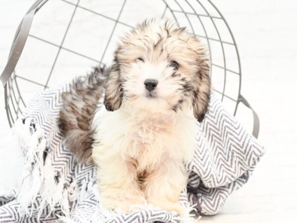 Coton De Tulear DOG Male Brindle & White 35960 Petland Novi, Michigan