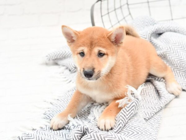 Shiba Inu-DOG-Male-Red Seseme & White-35961-Petland Novi, Michigan