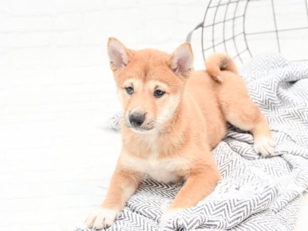 Shiba Inu DOG Female Red Seseme & White 35962 Petland Novi, Michigan