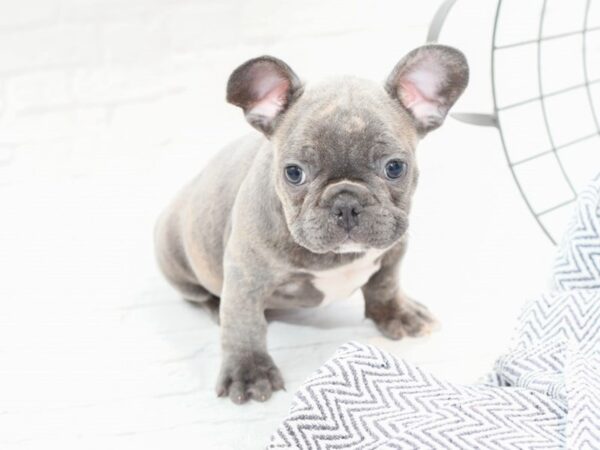 French Bulldog DOG Male Blue 35964 Petland Novi, Michigan