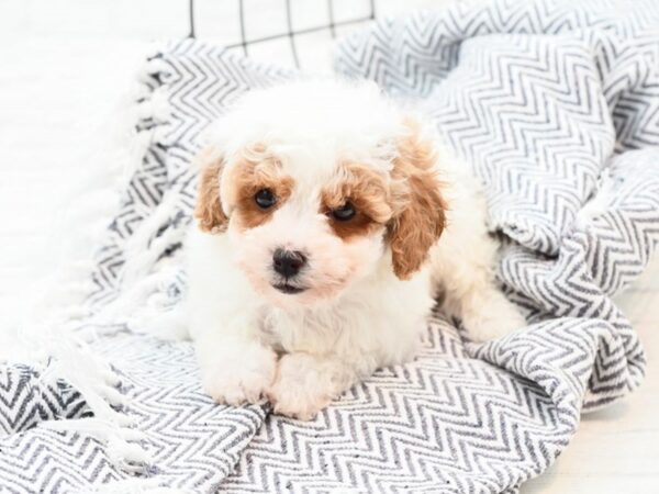 Miniature Poodle DOG Male White & Red 35966 Petland Novi, Michigan