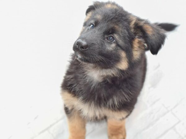 German Shepherd DOG Female Blk tan 35967 Petland Novi, Michigan