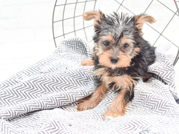 Yorkshire Terrier DOG Male 35968 Petland Novi, Michigan