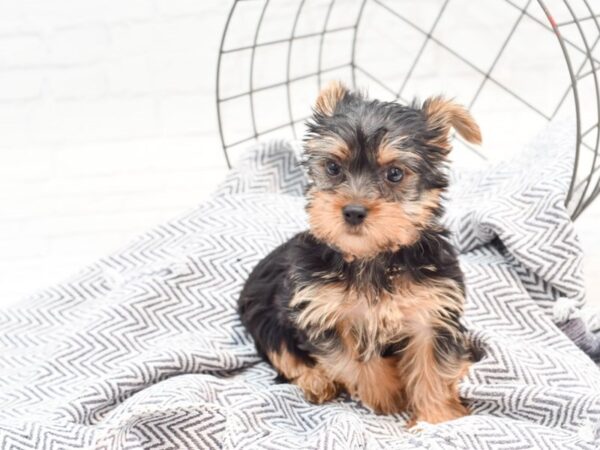 Yorkshire Terrier DOG Male 35969 Petland Novi, Michigan