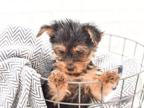 Yorkshire Terrier DOG Female 35970 Petland Novi, Michigan