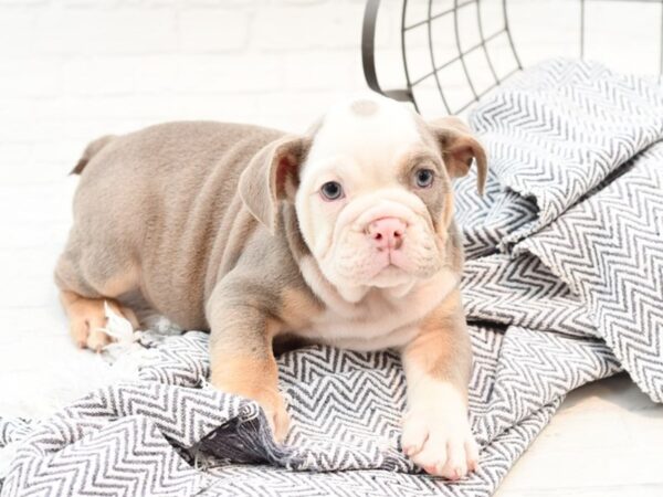 English Bulldog DOG Male Lilac Tri 35971 Petland Novi, Michigan