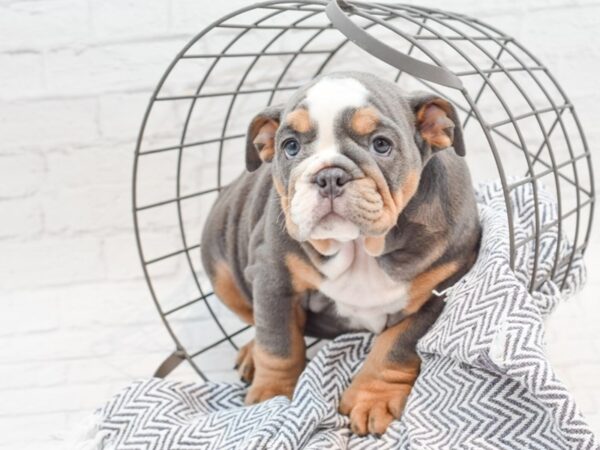 English Bulldog DOG Female Blue Tri 35972 Petland Novi, Michigan