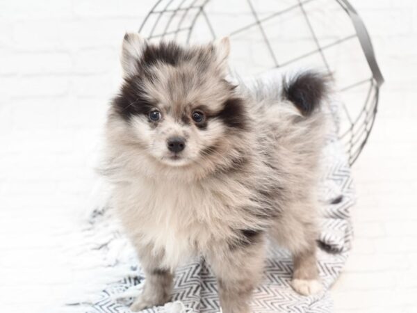 Pomeranian DOG Male Blue Merle 35973 Petland Novi, Michigan