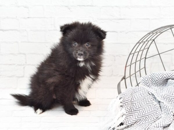 Pomeranian DOG Female Black & White 35974 Petland Novi, Michigan