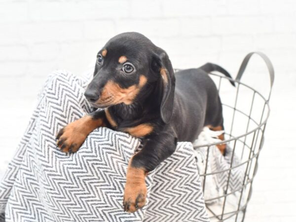 Dachshund DOG Male Black / Tan 35976 Petland Novi, Michigan