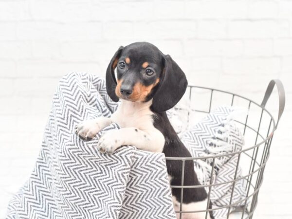 Dachshund DOG Female Black / Tan 35977 Petland Novi, Michigan