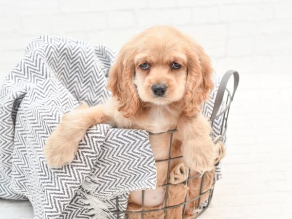 Cocker Spaniel-DOG-Female-Buff-35978-Petland Novi, Michigan