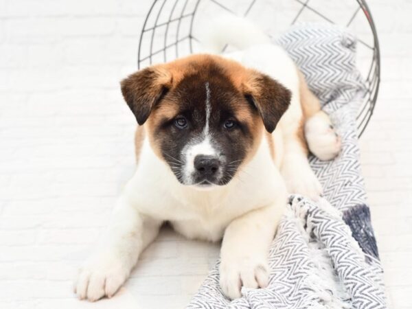 Akita DOG Female Black / Fawn 35979 Petland Novi, Michigan